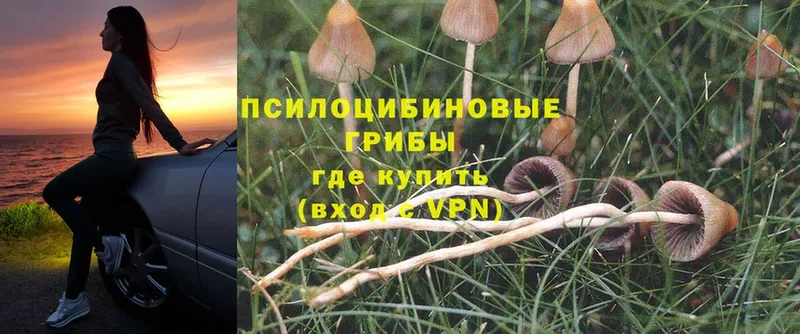 Псилоцибиновые грибы MAGIC MUSHROOMS  Елабуга 